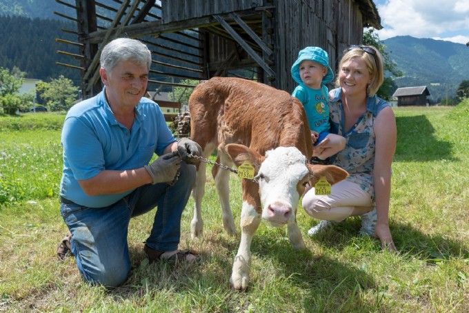 Familie Zebedin mit Kalb in Kötschach-Mauthen